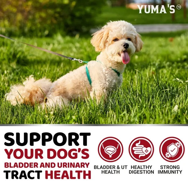 Dog UTI Treatment 170 Treats Cranberry Supplement For Dogs Bladder Control For Dogs Viral Finds Hub