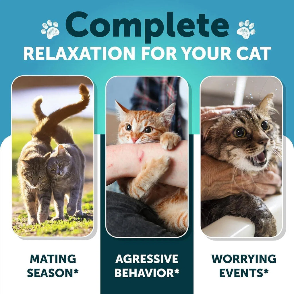 Do Not Sell On Amazon Hemp Cat Calming Treats For Stress & Anxiety Relief Cat Kittens Melatonin Viral Finds Hub
